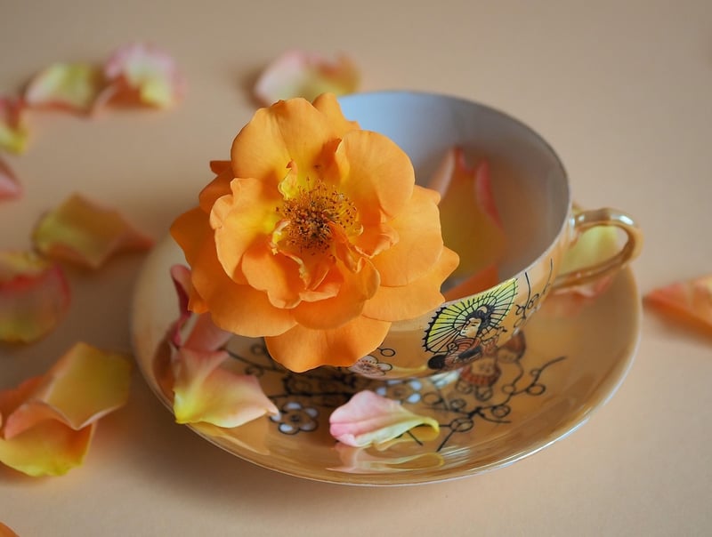 Teacup Bird Feeder